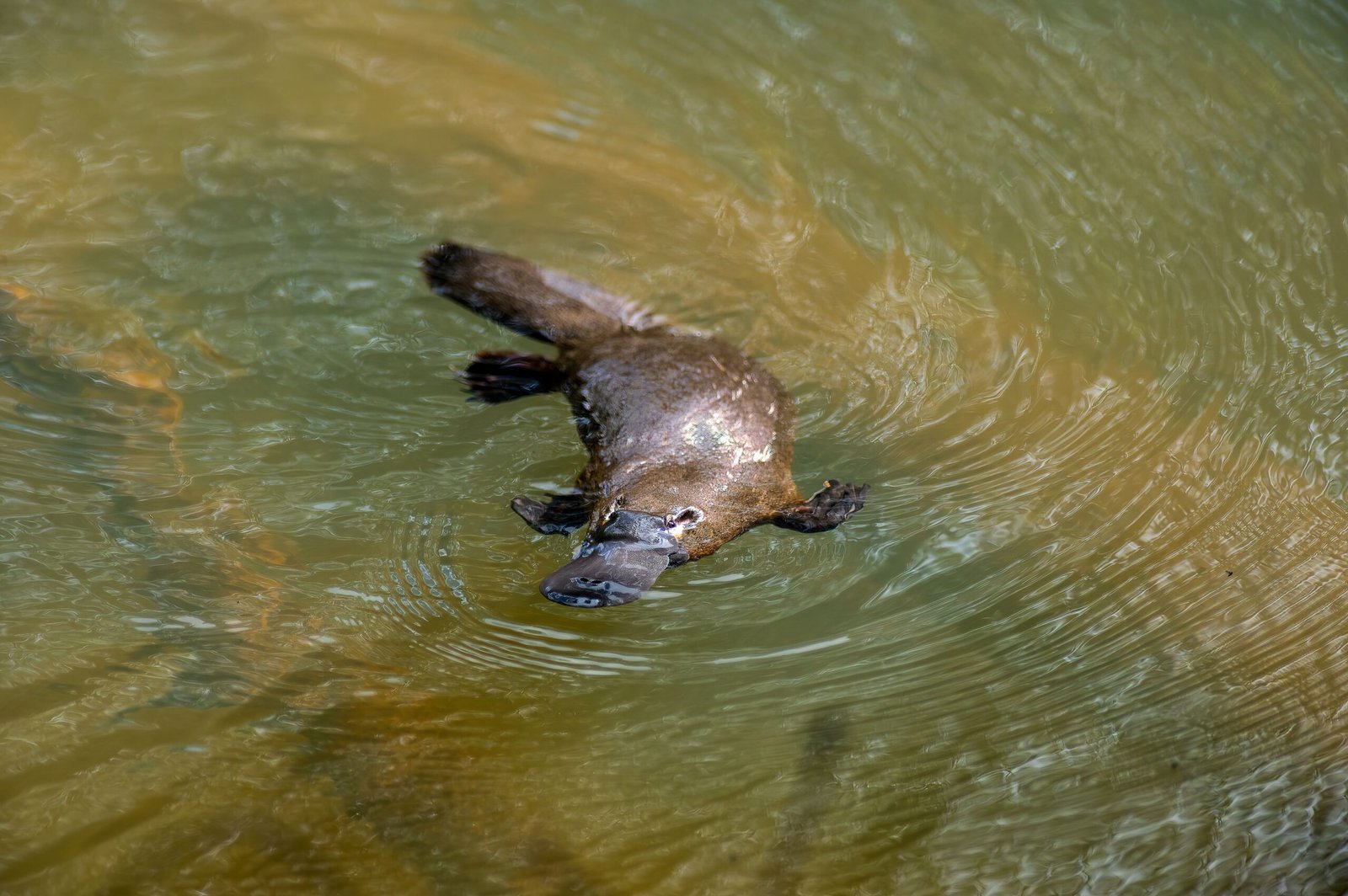A swimming beaver on the lake