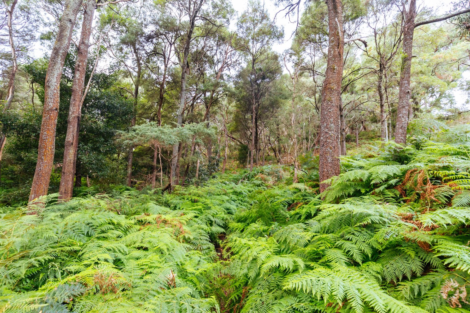 Part of the Two Bays Walking Track between Baldry's Crossing Picnic Area and Bushrangers Bay Picnic Area near Cape Schanck Lighthouse on the Mornington Peninsula in Victoria, Australia